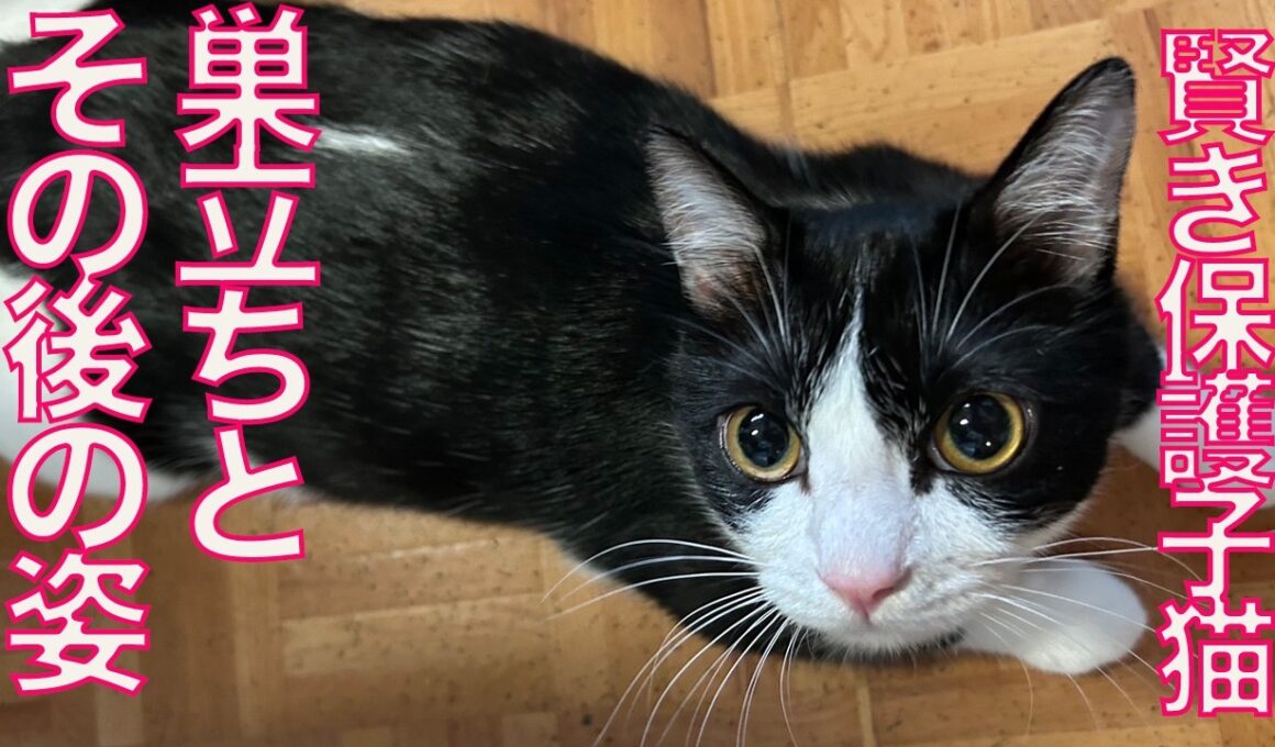 賢き保護子猫、幸せへの巣立ち Depature of  The rescued kitty