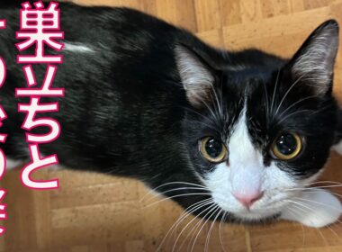 賢き保護子猫、幸せへの巣立ち Depature of  The rescued kitty