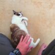 亡くなったシャム猫を思い出し涙が出そうな時に笑わせてくれるペポ🐈