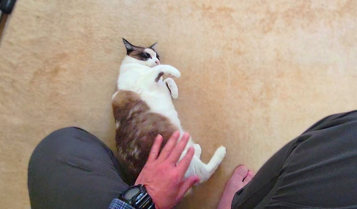 亡くなったシャム猫を思い出し涙が出そうな時に笑わせてくれるペポ🐈