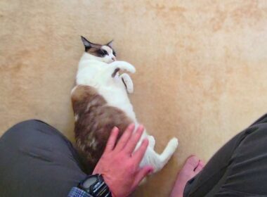 亡くなったシャム猫を思い出し涙が出そうな時に笑わせてくれるペポ🐈