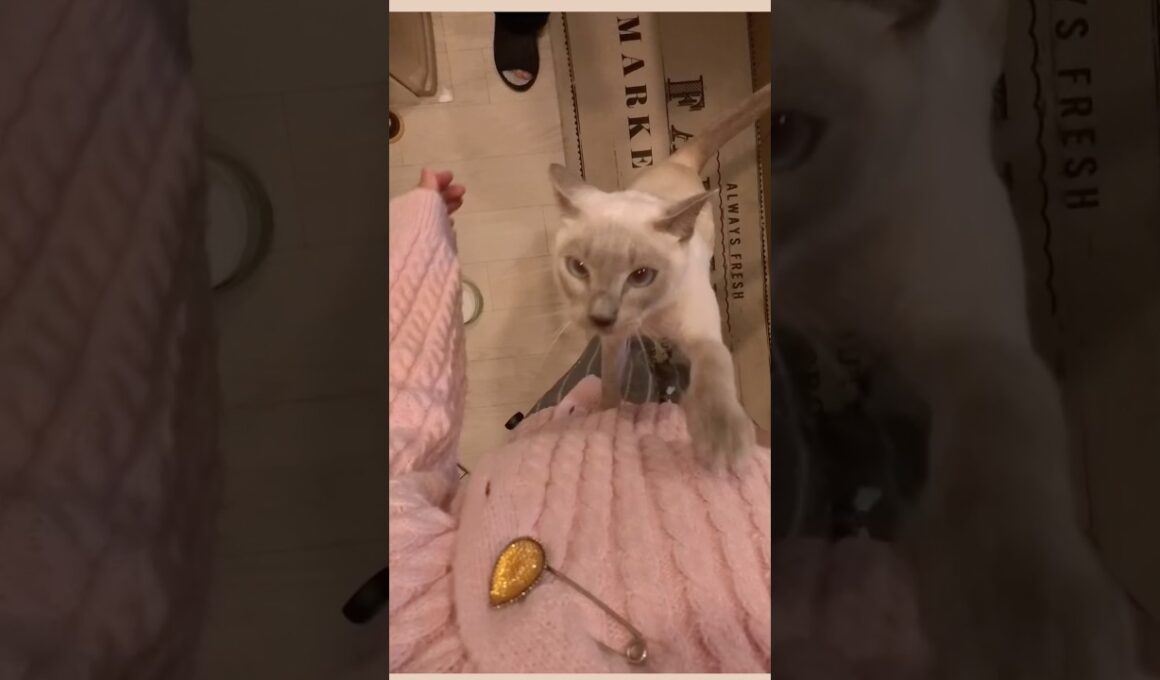 洗い物が終わるのを待っていたラクトくん【猫の鳴き声】