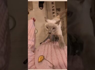 洗い物が終わるのを待っていたラクトくん【猫の鳴き声】