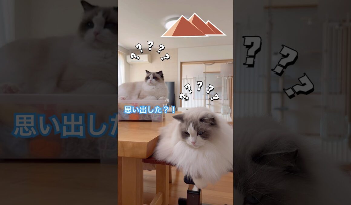 【検証】いっぺいとミヨンに、エジプトの曲を聴かせると、神だった頃を思い出すのか？#ラグドール #猫のいる暮らし #猫好きさんと繋がりたい #ねこ動画