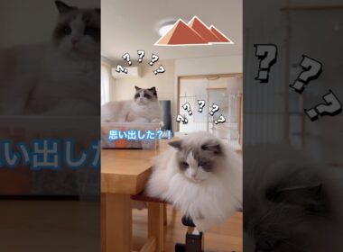 【検証】いっぺいとミヨンに、エジプトの曲を聴かせると、神だった頃を思い出すのか？#ラグドール #猫のいる暮らし #猫好きさんと繋がりたい #ねこ動画