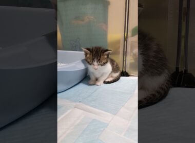 春はねむねむになっちゃうよね〜😺 #kitten #子猫 #子ネコ #cat #cute #エウレカねこ部  #猫のいる暮らし #猫のいる暮らし #ねこ #gatto #ねこ #保護猫 #kitty