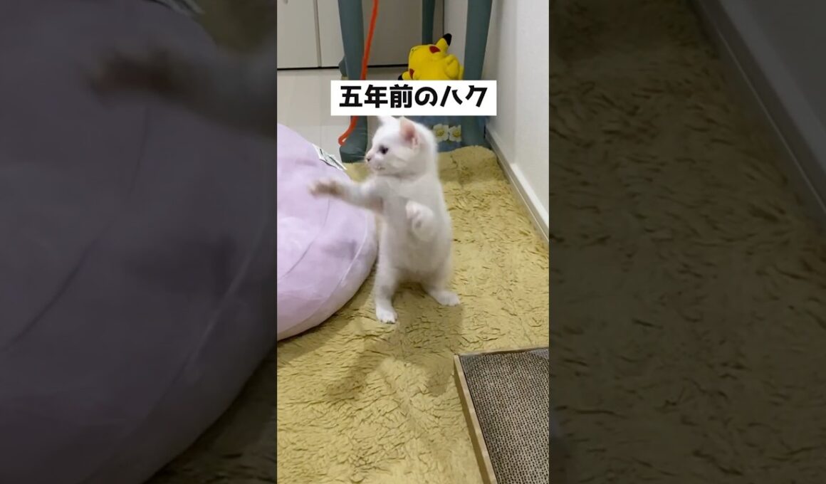5年前の弟猫の遊び方が今も変わらない