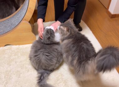 【もふもふ】ばあばは、みんなを見分けられるのか！？ノルウェージャンフォレストキャットとターキッシュアンゴラ