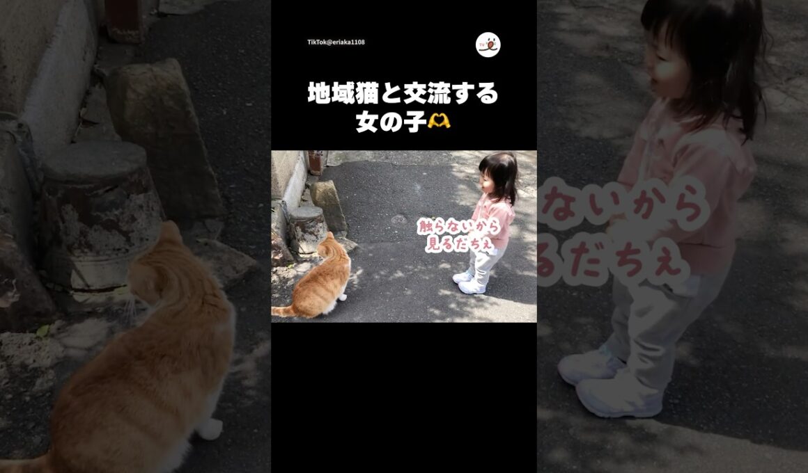 地域猫との距離感がバッチリすぎる女の子｜PECO