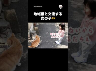 地域猫との距離感がバッチリすぎる女の子｜PECO