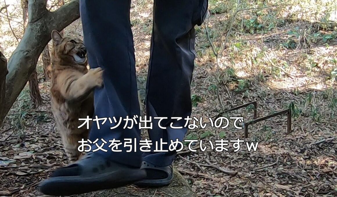 オヤツが欲しくて爪を立てて父を引き止める娘猫