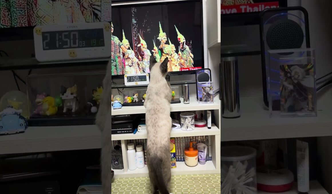 シャムミックスの子ネコにシャム猫の起源､タイ王国の曲を聴かせたら驚く行動‼️#shorts #子ネコ