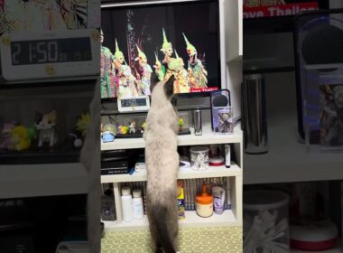 シャムミックスの子ネコにシャム猫の起源､タイ王国の曲を聴かせたら驚く行動‼️#shorts #子ネコ