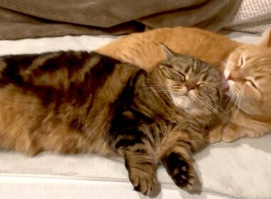 深夜のラブラブ兄弟猫が尊すぎる…！