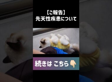 #shorts #ラグドール #子猫 #甘えん坊猫 #避妊手術 #腎臓病 #ragdollcat