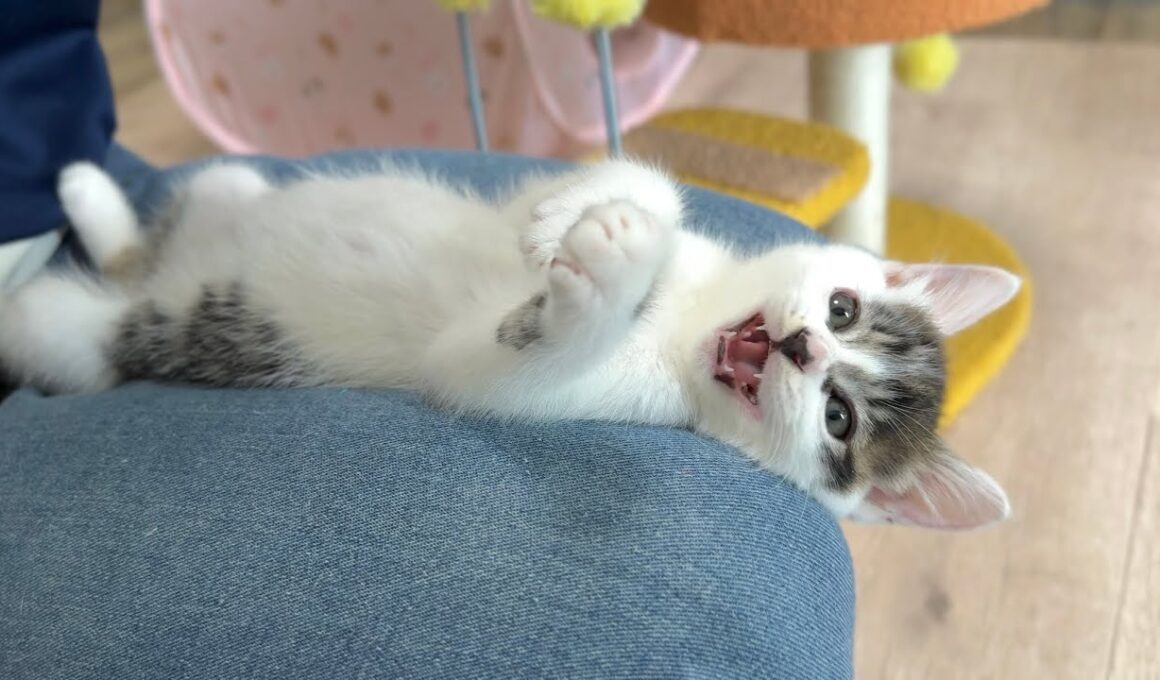 お膝の上で可愛すぎるクラッキングを発動する子猫【坊ちゃん＆たこやき君日記】Chattering kitten