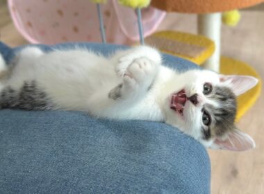 お膝の上で可愛すぎるクラッキングを発動する子猫【坊ちゃん＆たこやき君日記】Chattering kitten