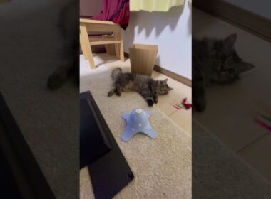 【子猫】やる気なしのくうちゃん#cat #猫 #スクーカム #kitten #猫好きさんと繋がりたい