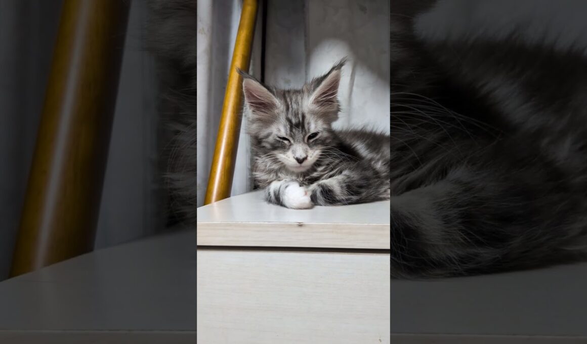 今日も１日良い日だったね。眠りにつくメインクーン子猫。