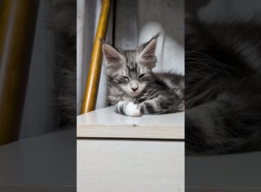 今日も１日良い日だったね。眠りにつくメインクーン子猫。