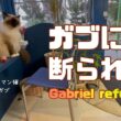 バーマン猫ガブとラフ【ガブには断られた】Gabriel refused（バーマン猫）Birman/Cat