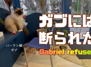 バーマン猫ガブとラフ【ガブには断られた】Gabriel refused（バーマン猫）Birman/Cat