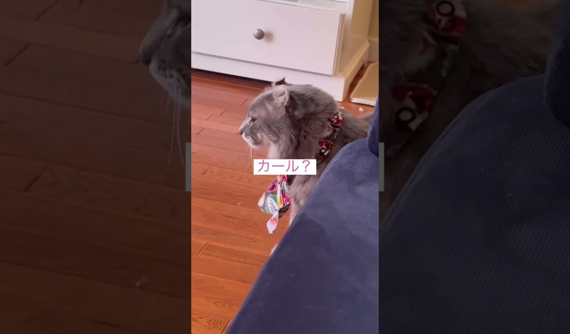 ある日の朝 #ねこ動画 #アメリカンカール