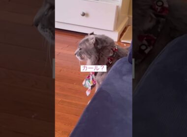 ある日の朝 #ねこ動画 #アメリカンカール