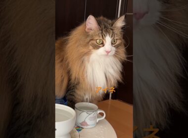 ノルウェージャンフォレストキャットの美しさに魅せられて✨ #cats #pets #ノルウェージャンフォレストキャット #猫のいる暮らし #ノル猫5にゃんねる #猫