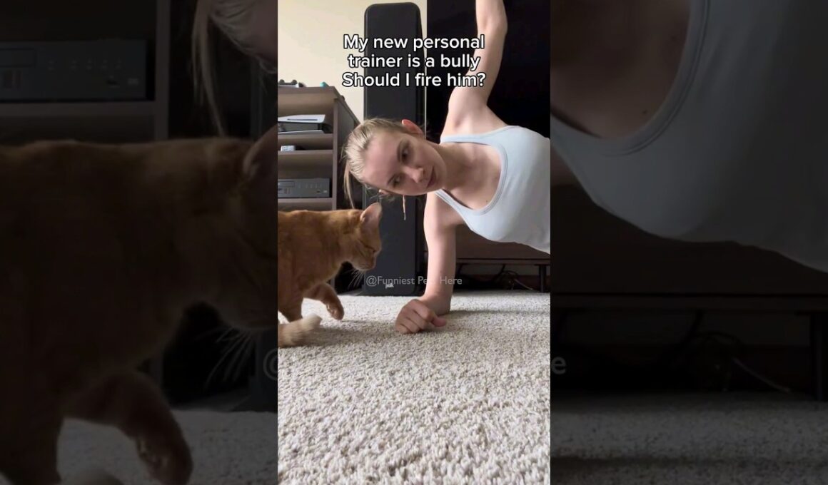 #103 Funniest Cats And Dogs videos 🐶🐱 #funny #animals #cuteanimals