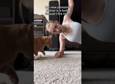 #103 Funniest Cats And Dogs videos 🐶🐱 #funny #animals #cuteanimals