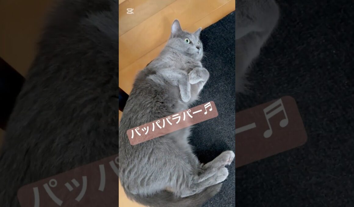 猫も、おヘソがあるって知ってた？❤️ #猫 #ロシアンブルー #catshorts #shorts