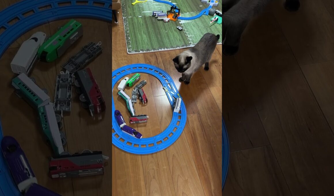 プラレールとシャム猫のふくさん【たぬき猫】 #cat #しゃむねこ #猫のいる暮らし #猫好きさんと繋がりたい #ねこ #cutecat #cat