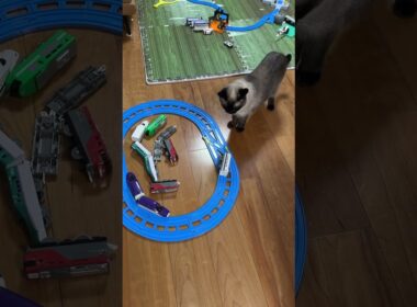 プラレールとシャム猫のふくさん【たぬき猫】 #cat #しゃむねこ #猫のいる暮らし #猫好きさんと繋がりたい #ねこ #cutecat #cat