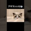 飛び出た右足がポイント🐾 #shorts #ラグドール #子猫 #猫のいる生活 #甘えん坊猫 #ぬいぐるみ猫