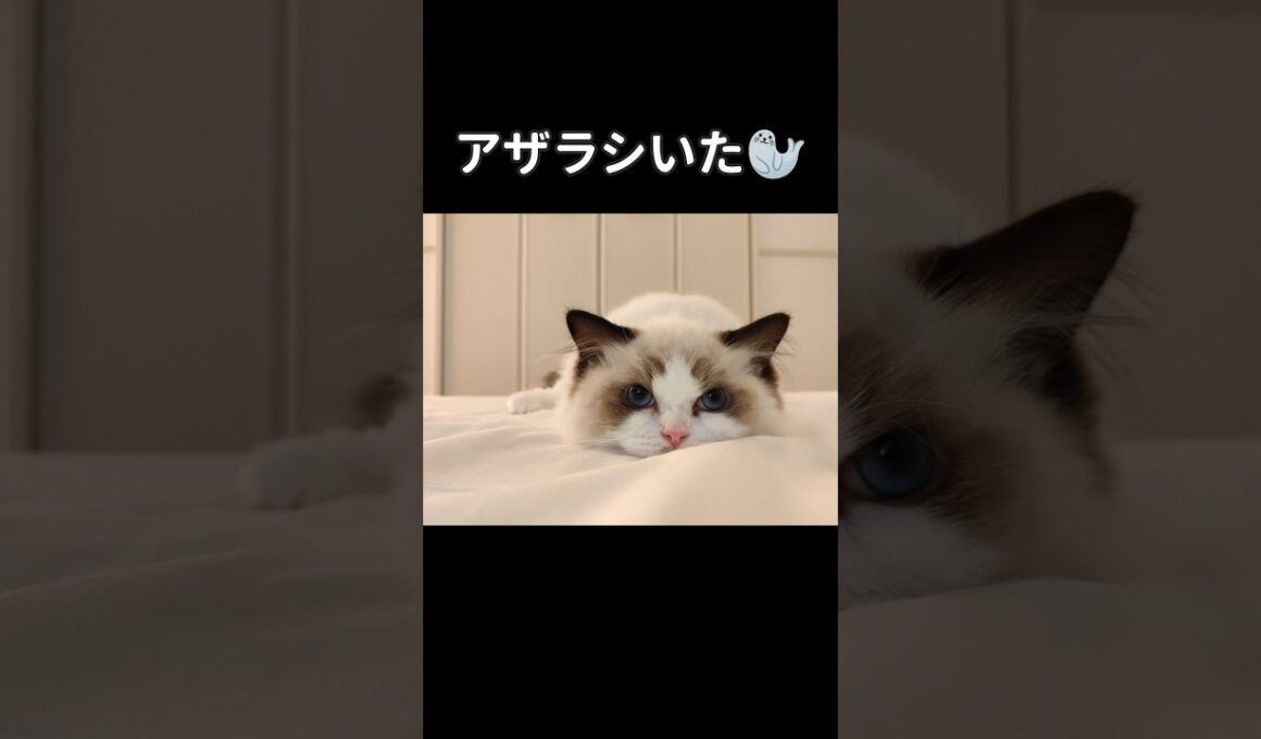 飛び出た右足がポイント🐾 #shorts #ラグドール #子猫 #猫のいる生活 #甘えん坊猫 #ぬいぐるみ猫