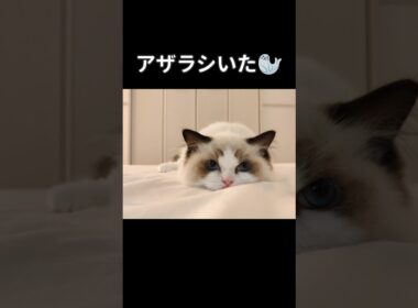 飛び出た右足がポイント🐾 #shorts #ラグドール #子猫 #猫のいる生活 #甘えん坊猫 #ぬいぐるみ猫