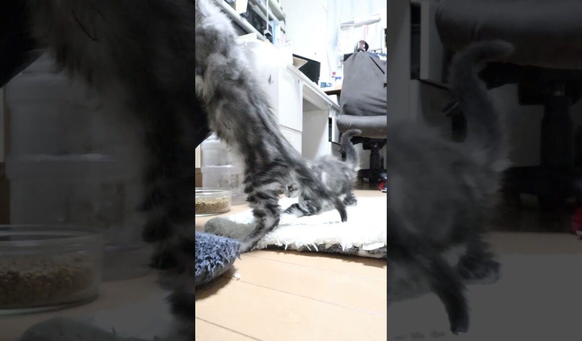 生後65日メインクーンシルバーのリッチ君