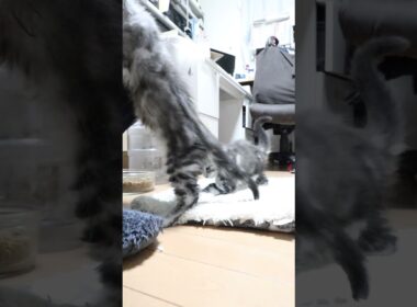 生後65日メインクーンシルバーのリッチ君