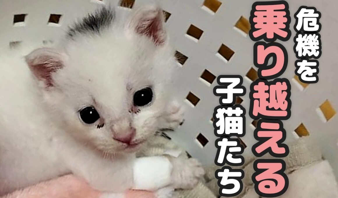 突然の入院！がんばれ ちいちゃん 小さな命たちの奮闘記【保護猫日記】