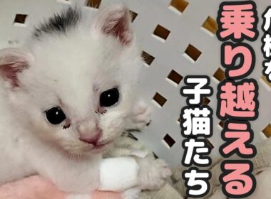 突然の入院！がんばれ ちいちゃん 小さな命たちの奮闘記【保護猫日記】