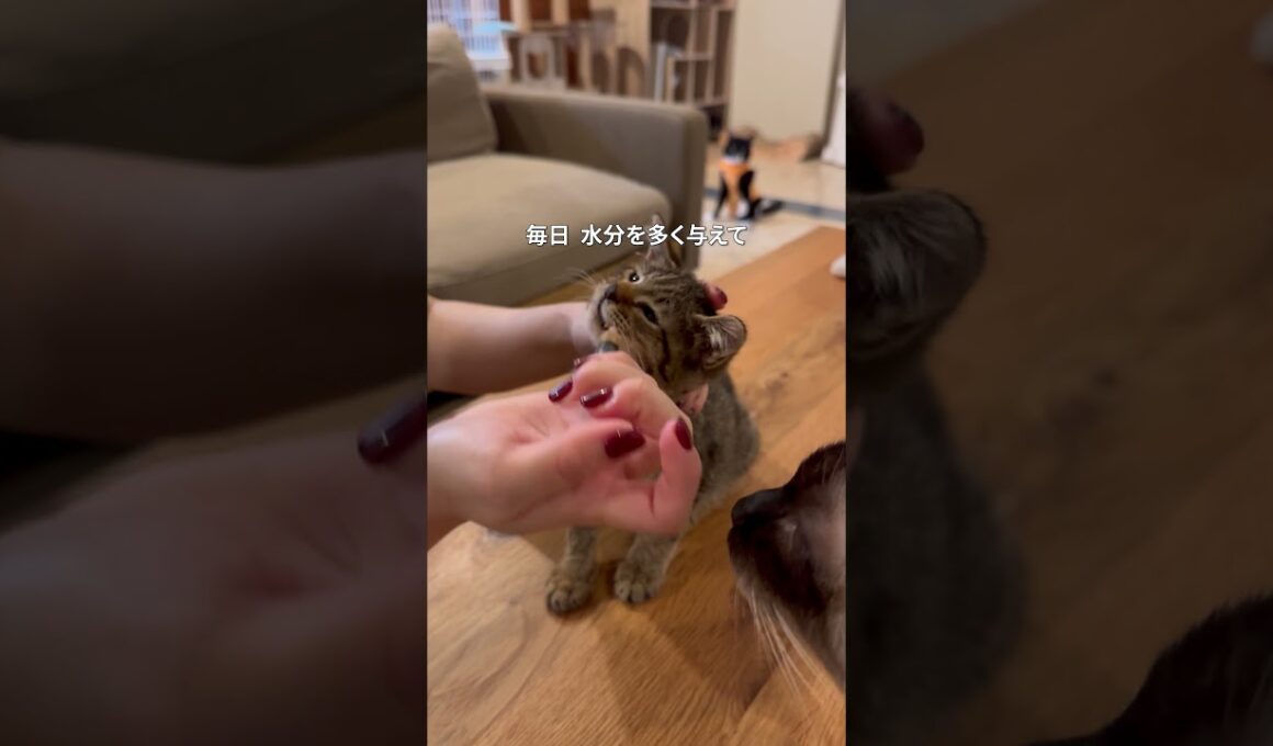 奇跡を起こした子猫