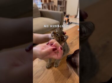 奇跡を起こした子猫