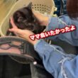 ゴミ屋敷で育った子猫と泪の別れ