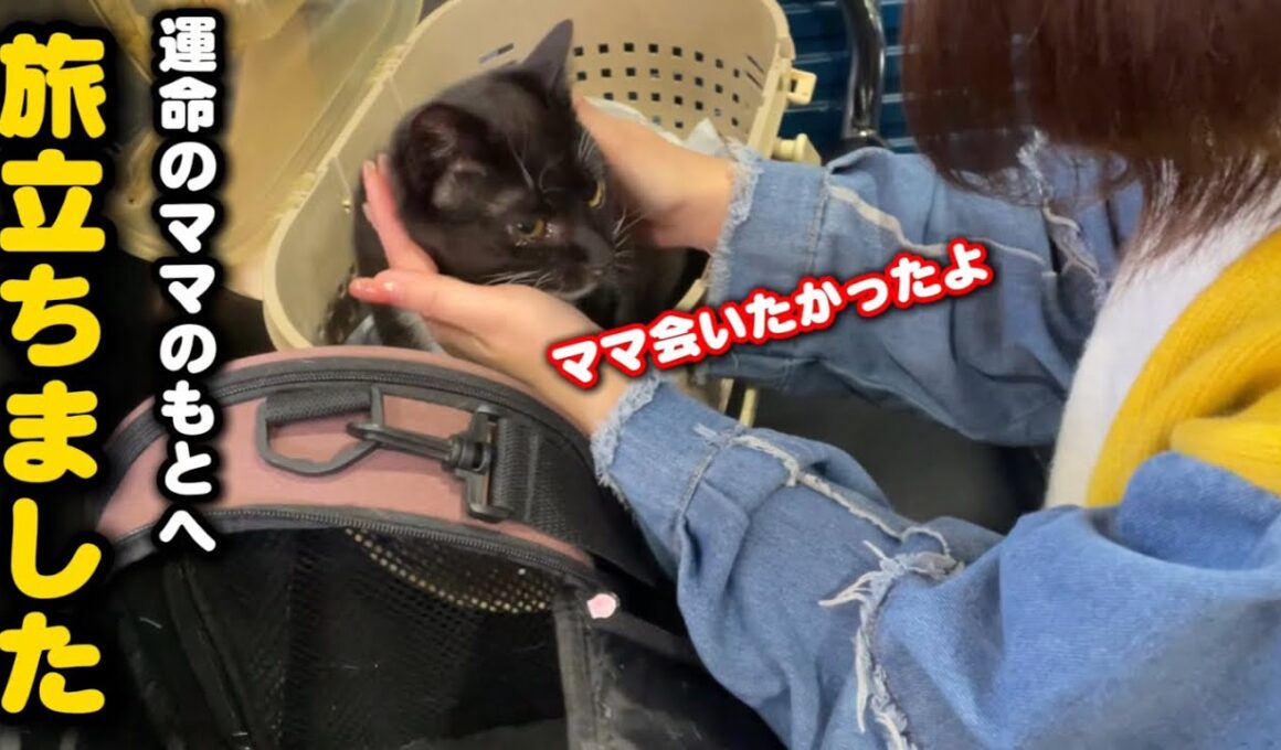 ゴミ屋敷で育った子猫と泪の別れ