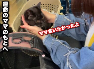 ゴミ屋敷で育った子猫と泪の別れ
