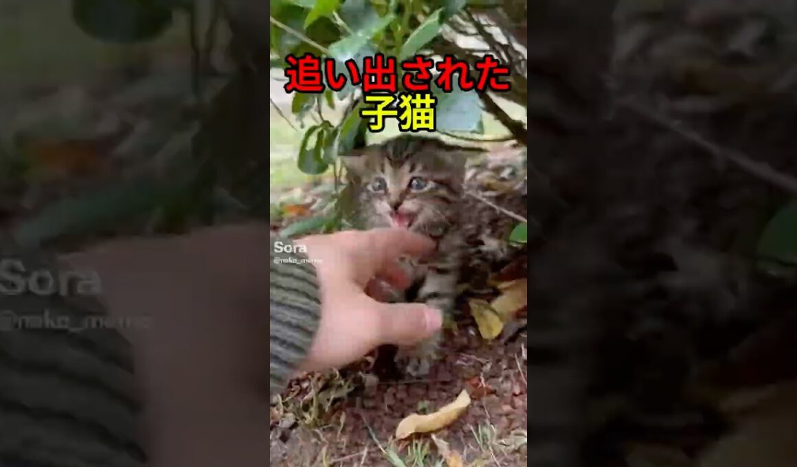 追い出された子猫【猫物語】 #shorts