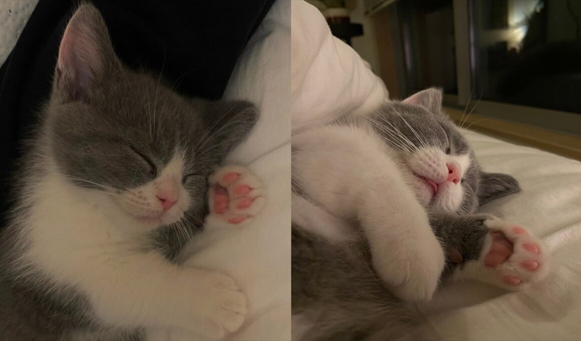 お迎えから100日、子猫がここまで成長しました