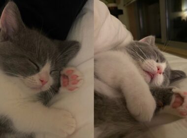 お迎えから100日、子猫がここまで成長しました