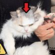 【衝撃】頭にテープを貼ったら猫たちがとんでもない行動に…！！！